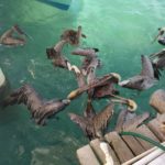 Isla Mujeres - Kampf um das letzte Stück Fisch