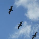 tulum-vögel