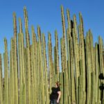 Bernal-Kaktus-Theresa