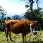 Antigua-Hobbitenango-Kuh