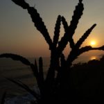 El-Salvador-Sonnenuntergang-Kaktus
