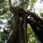 Monteverde-Ficus-unten
