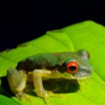 Monteverde-Nachtwanderung-Rotaugenfrosch