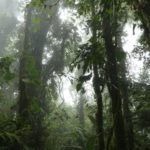 Monteverde-Nebelwald-grün