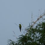 Minca_Birdwatching_Papagei