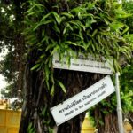 Phuket_Weisheit