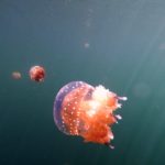 Togeans_Jellyfish_2