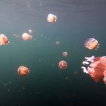 Togeans_Jellyfish_4