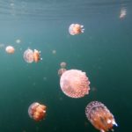 Togeans_Jellyfish_5