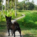 Bali_Ubud_Hund