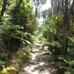 Fletcher_Bay_Coastal_Walk_Weg_Wald