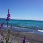 Taupo_Blumen